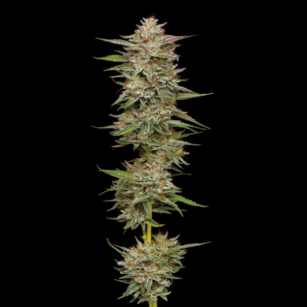 Banana OG > Humboldt Seed Company | Graines Féminisées  |  Sativa